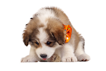 Image showing furry puppy