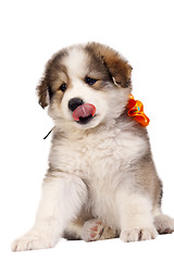 Image showing puppy