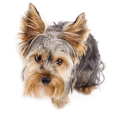 Image showing Yorkshire Terrier