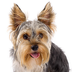 Image showing yorkshire terrier 