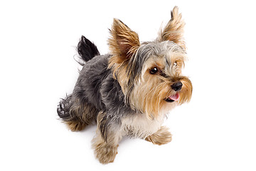 Image showing Yorkshire Terrier