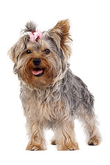 Image showing Yorkshire Terrier