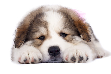 Image showing sleepy puppy