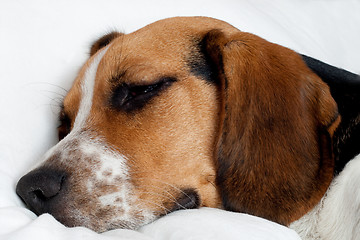 Image showing Tricolor beagle puppy sleeping