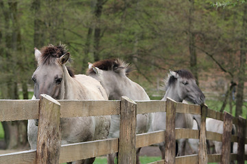 Image showing tarpans at a fence