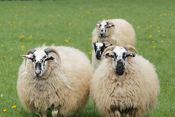 Image showing four sheep