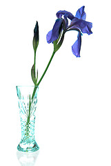 Image showing Iris Vase