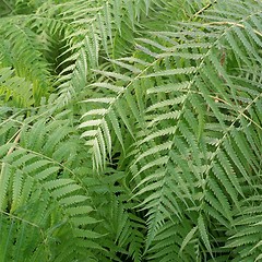 Image showing Ferns