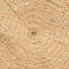 Image showing Wood rings