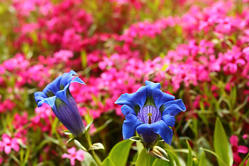 Image showing Trumpet gentian, blue spring flower in garden