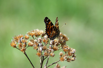 Image showing Araschnia levana, Map Butterfly