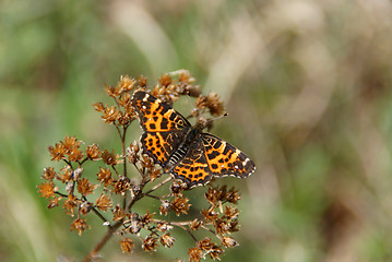 Image showing Map Butterfly, Araschnia levana