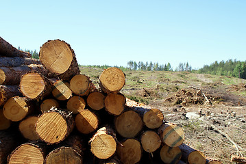 Image showing Logs at Forest Clear Cut