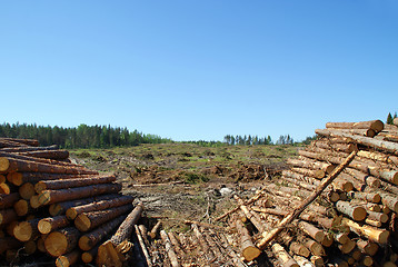 Image showing Timber Logs at Clear Cut