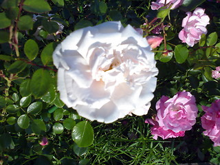 Image showing Rosebush