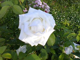 Image showing White rose