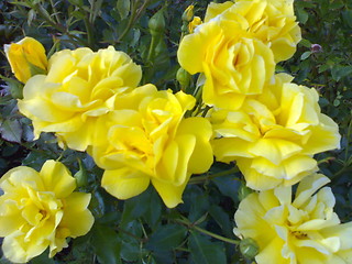 Image showing Ocean of yellow roses