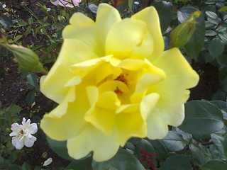 Image showing Yellow rose