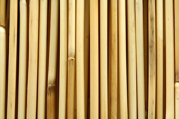 Image showing Bamboo