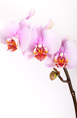 Image showing Pink Orchid