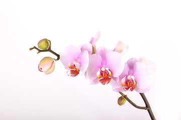 Image showing Pink Orchid