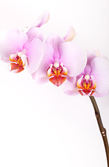 Image showing Pink Orchid