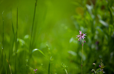 Image showing Spring Meadow