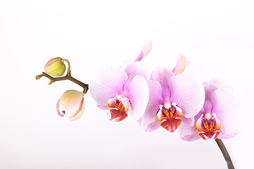 Image showing Pink Orchid