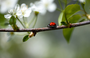 Image showing Ladybug on Appletree