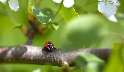 Image showing Ladybug on Appletree