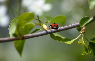 Image showing Ladybug on Appletree