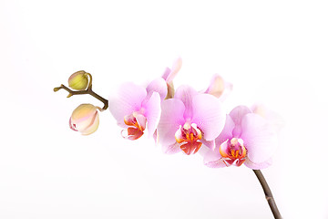 Image showing Pink Orchid