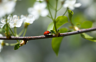 Image showing Ladybug on Appletree