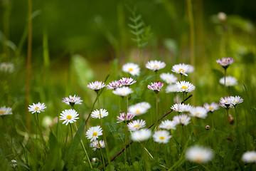 Image showing Spring Meadow