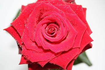 Image showing Beautiful red rose