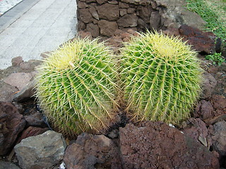 Image showing kaktus 