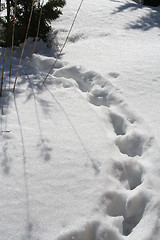 Image showing Tracks from roe-deer