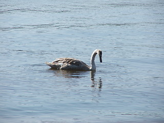 Image showing Cygnet