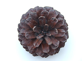 Image showing Pinecone