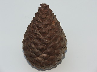 Image showing Pinecone