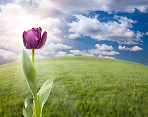 Image showing Purple Tulip Over Grass Field and Sky