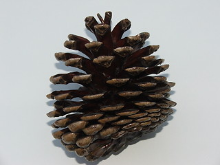 Image showing Pinecone