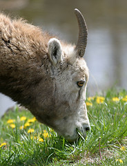 Image showing mountain goat 2