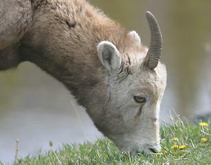 Image showing mountain goat