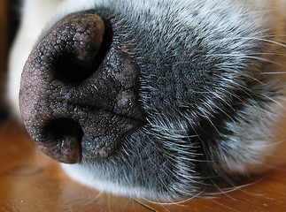 Image showing Dognose