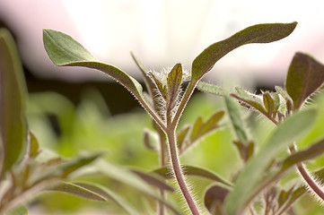 Image showing Gardening - Tomato Seedlings