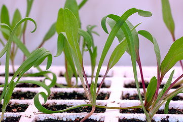 Image showing Gardening - Spinach Seedlings