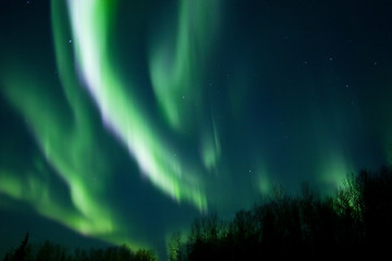 Image showing Colors of the northern lights over trees