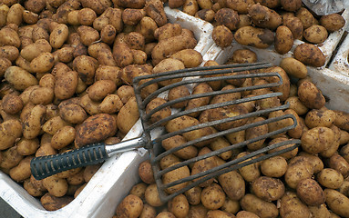 Image showing New potatoes