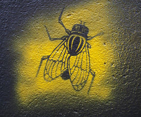 Image showing Fly on the wall